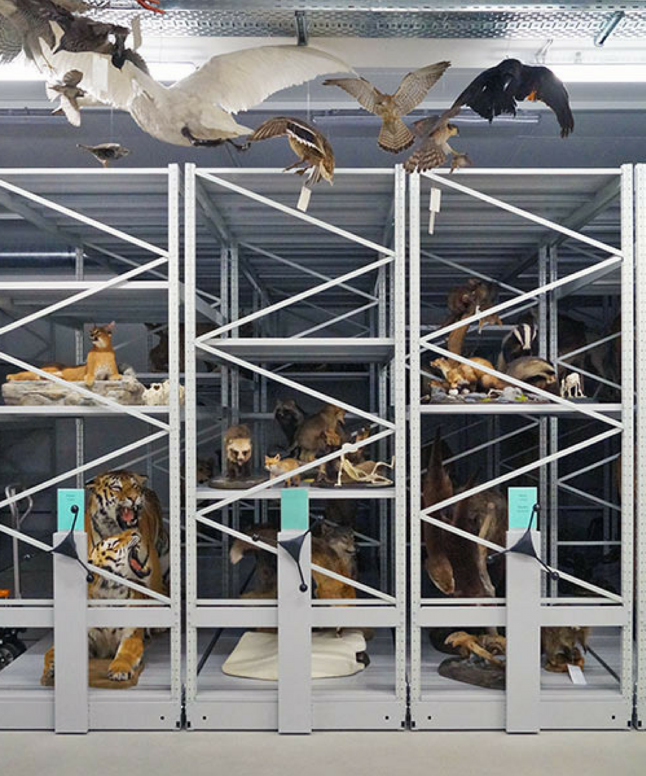 Оборудование для музеев, фондовое оборудование, оборудование для фондохранилища музея, комбинированное хранение фондов, мобильные системы хранения фондов, стеллажи архивные, система хранения для музеев, стеллажи металлические передвижные для архива, стеллажи с кривошипным приводом, перфорированные торцевые панели для стеллажей, музейное хранение чучел животных, горизонтальное хранение экспонатов животных